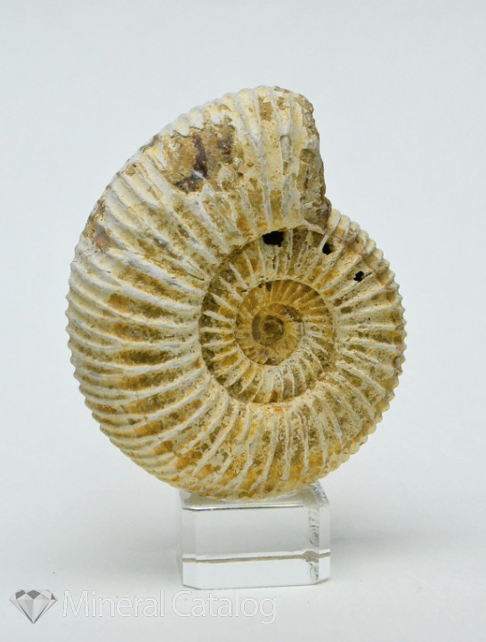 Аммонит,окаменелость: 350 ₴ • Объявления • Mineral Catalog