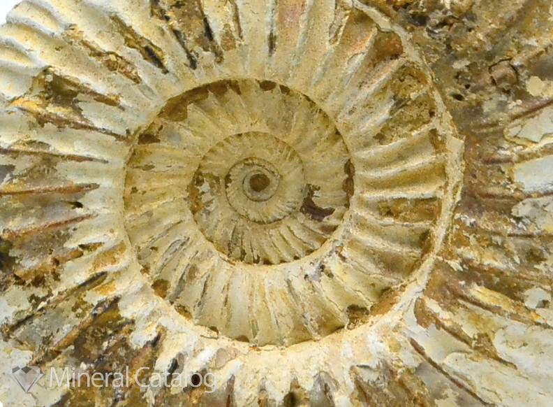Аммонит,окаменелость: 350 ₴ • Объявления • Mineral Catalog