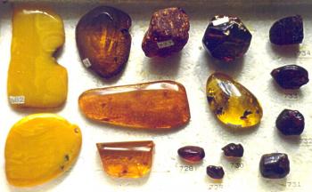 Янтарь  (органика) (Amber)